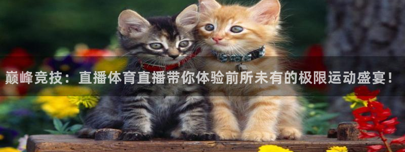 巅峰竞技：直播体育直播带你体验前所未有的极限运动盛宴！